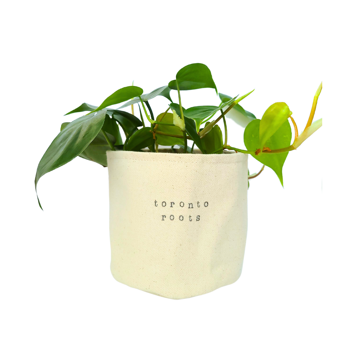 Custom hometown roots