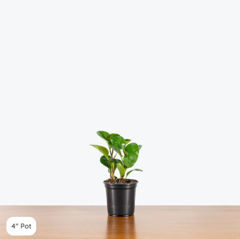 4" Plant (add with 4" planter)