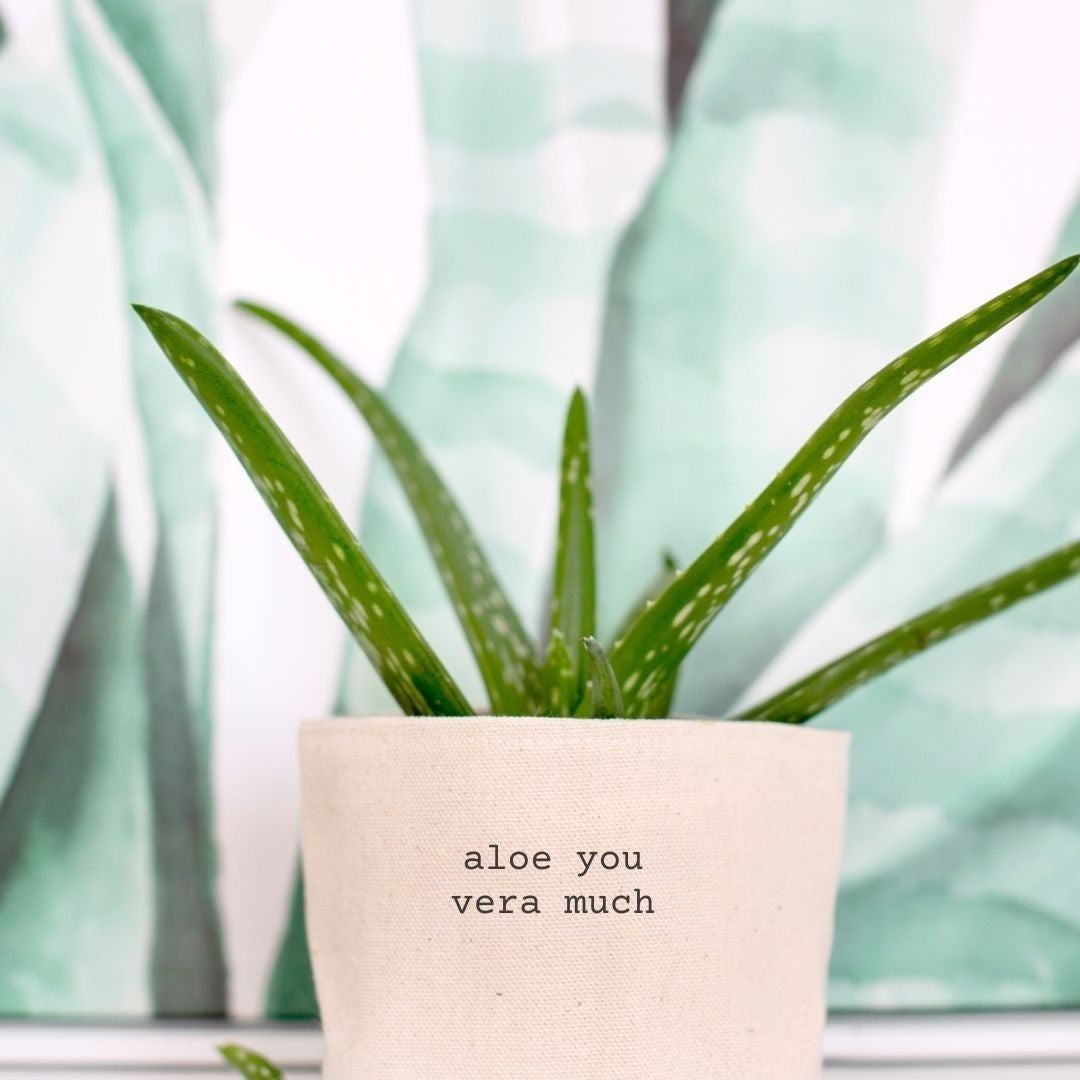 aloe you vera much planter Aloe You Vera Much Planter – Leaf & Root Co