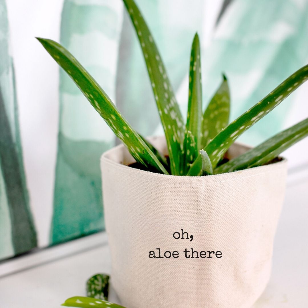 Oh, aloe there