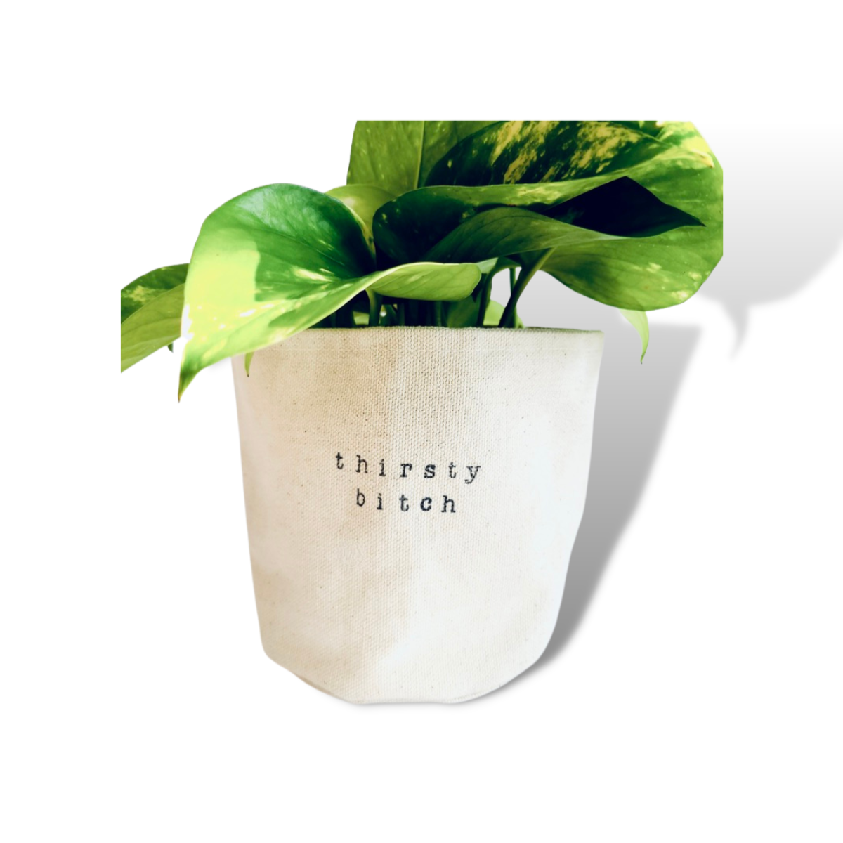 Thirsty bitch Planter