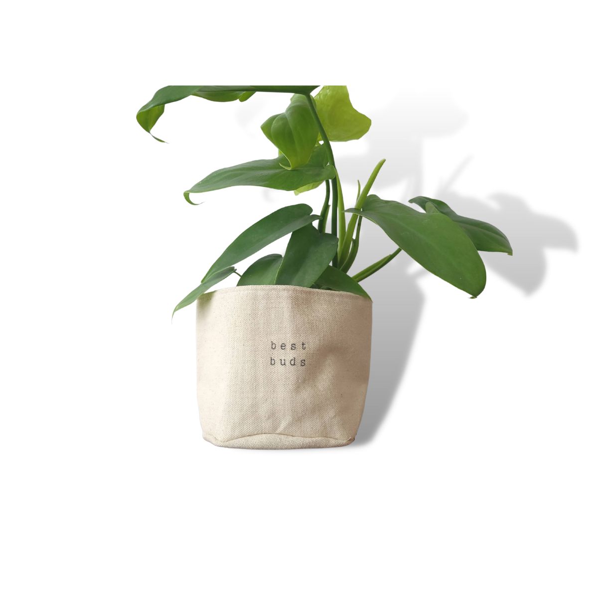 Wholesale Best Budd Planter