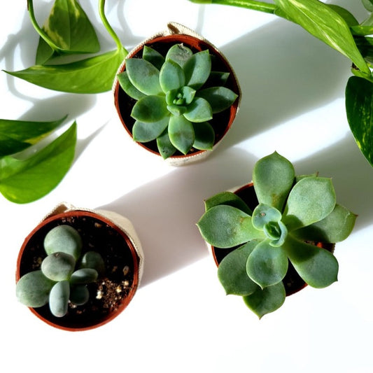 2" Succulent (add with 2" mini planter)