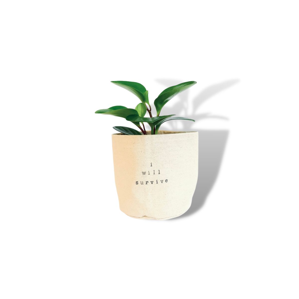 Wholesale I Will Survive Planter