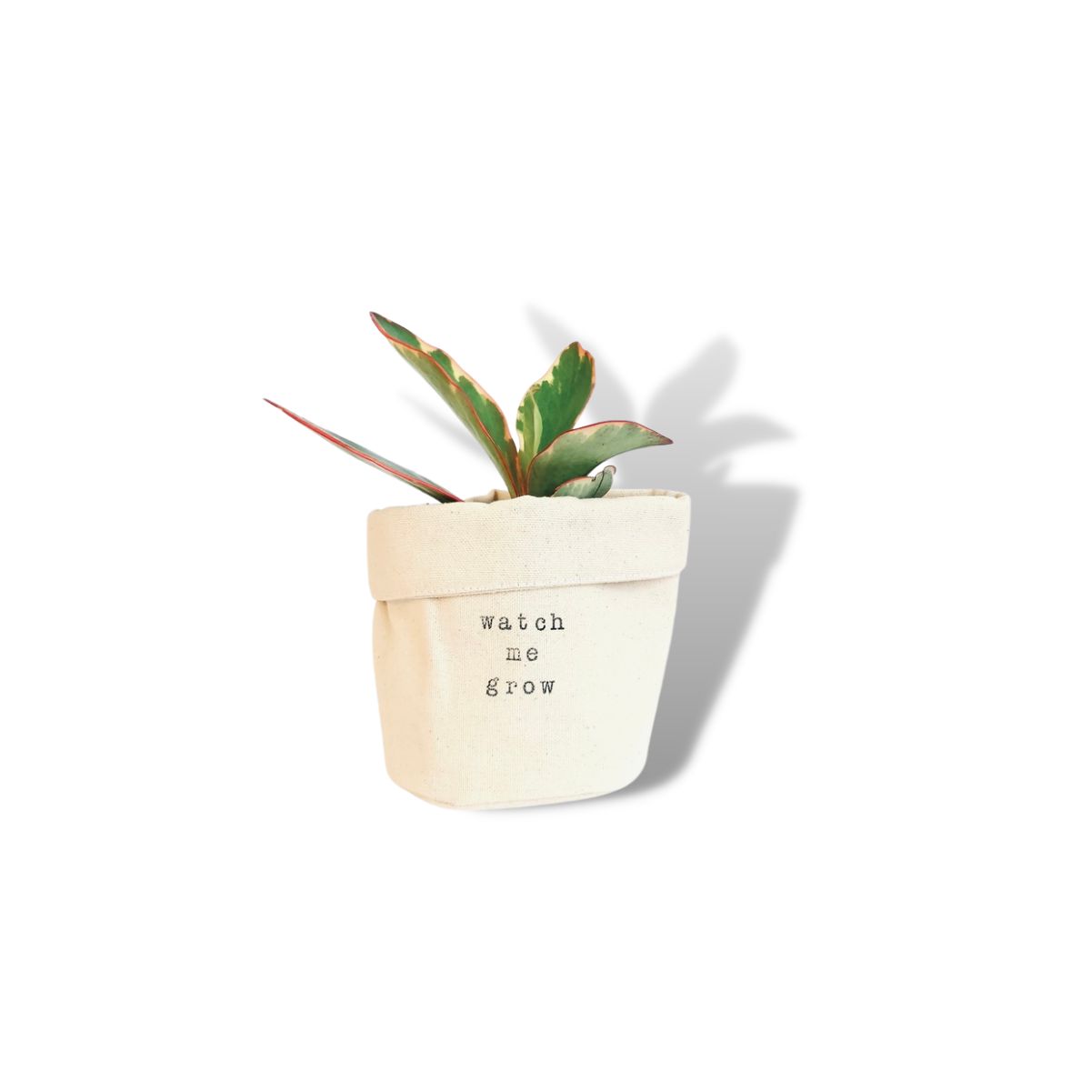 Wholesale Watch me Grow Planter