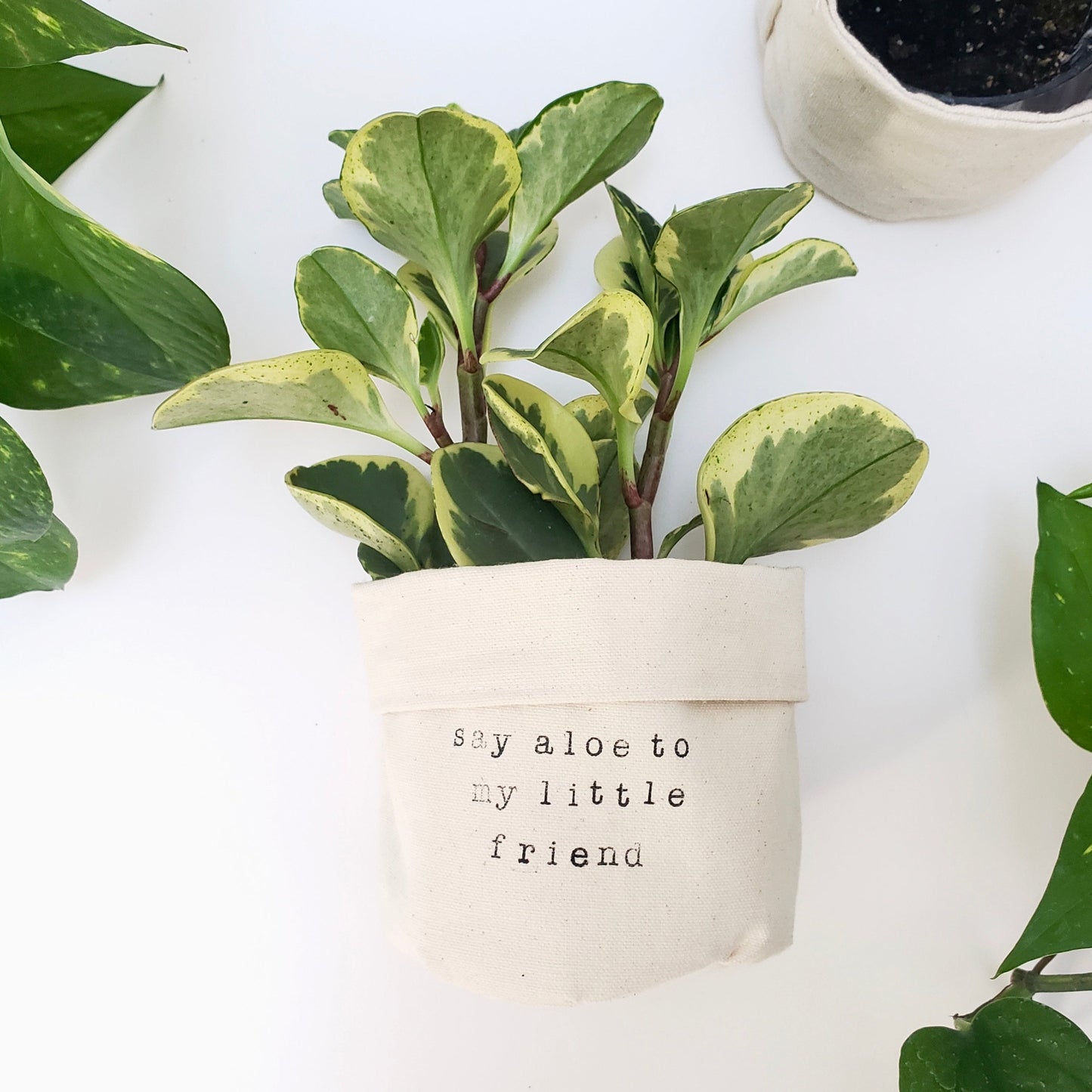 Say Aloe to My Little Friend Planter