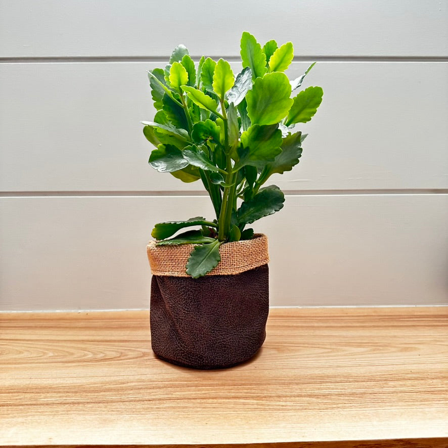 4" Mocha Suede cuffed Plant Pot Cover