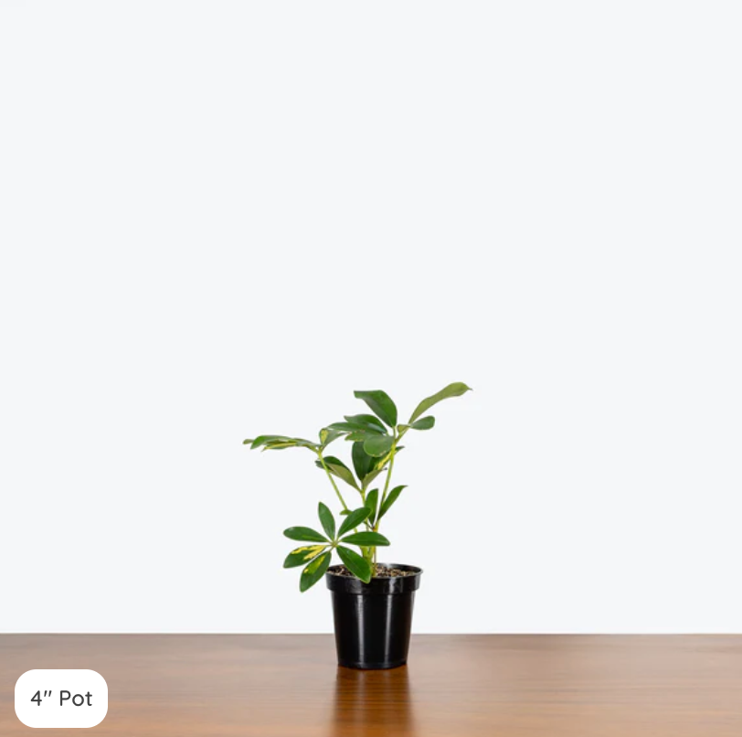 4" Plant (add with 4" planter)