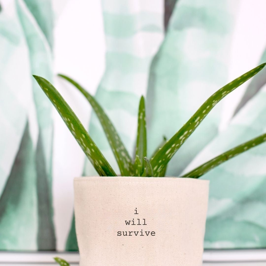 I Will Survive Planter