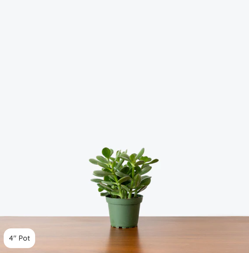 4" Plant (add with 4" planter)