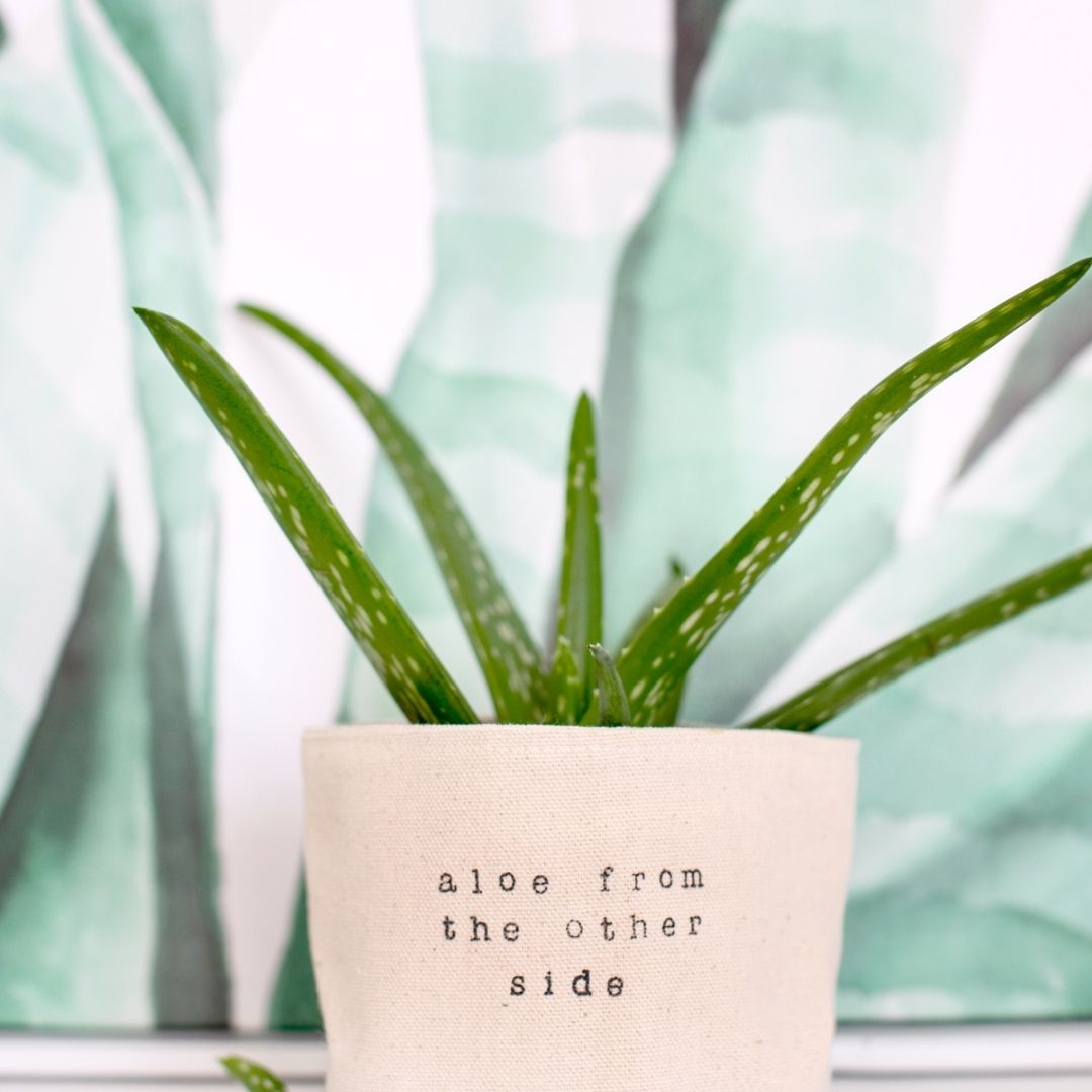 Aloe from the other side