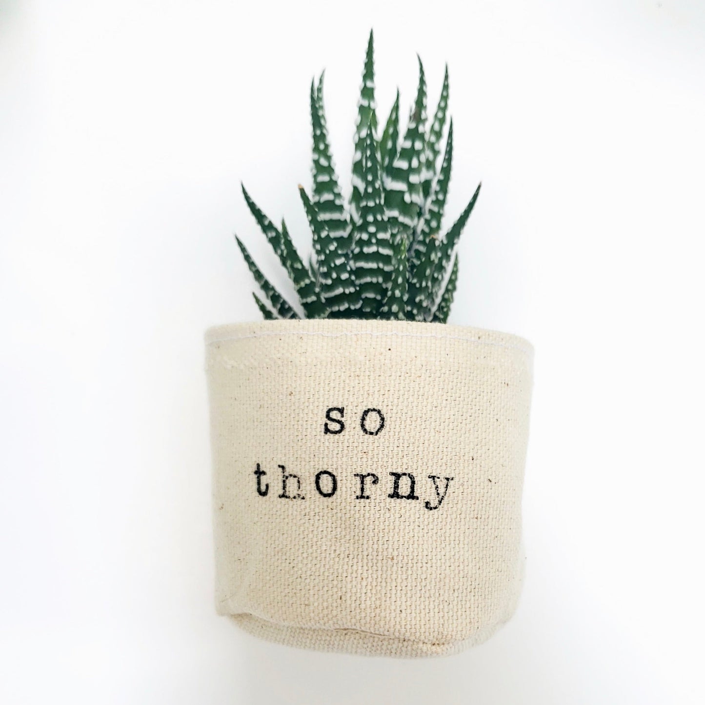 2" So Thorny