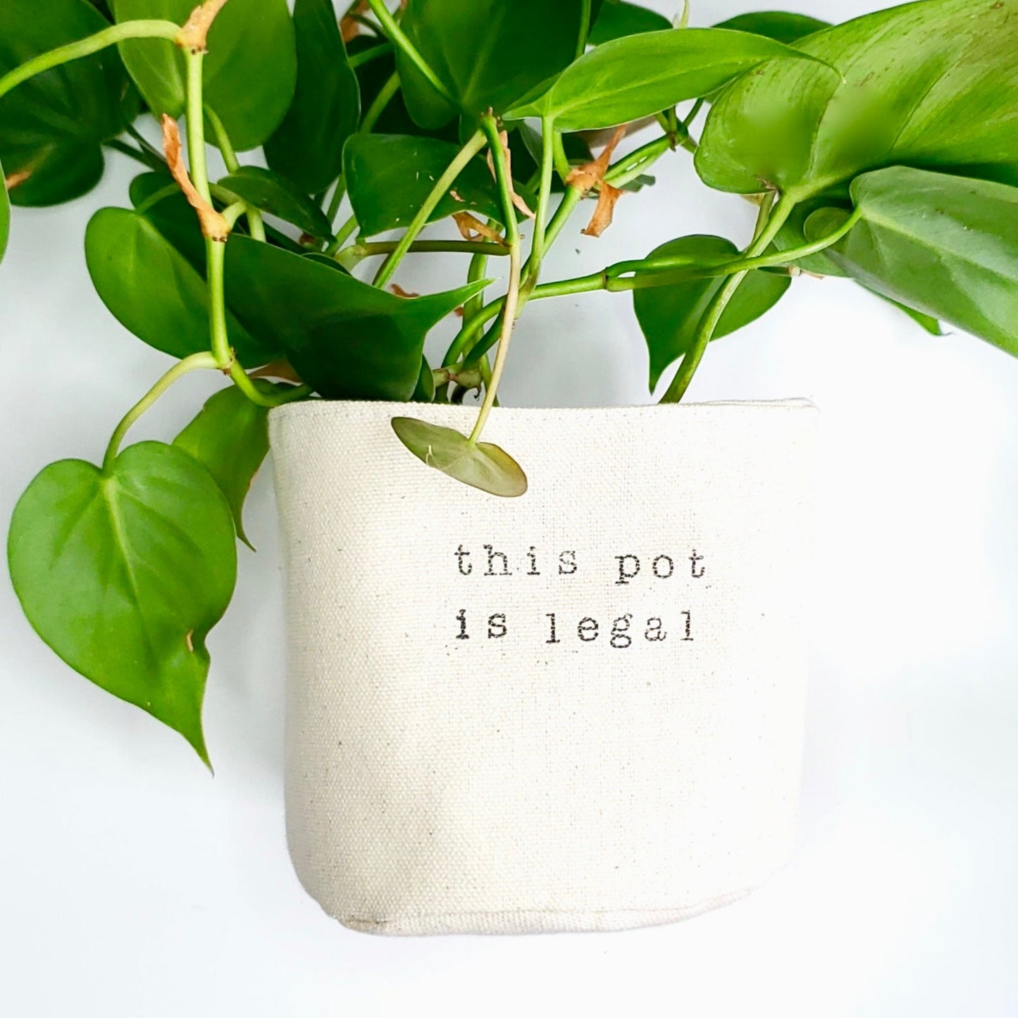This Pot is Legal Planter